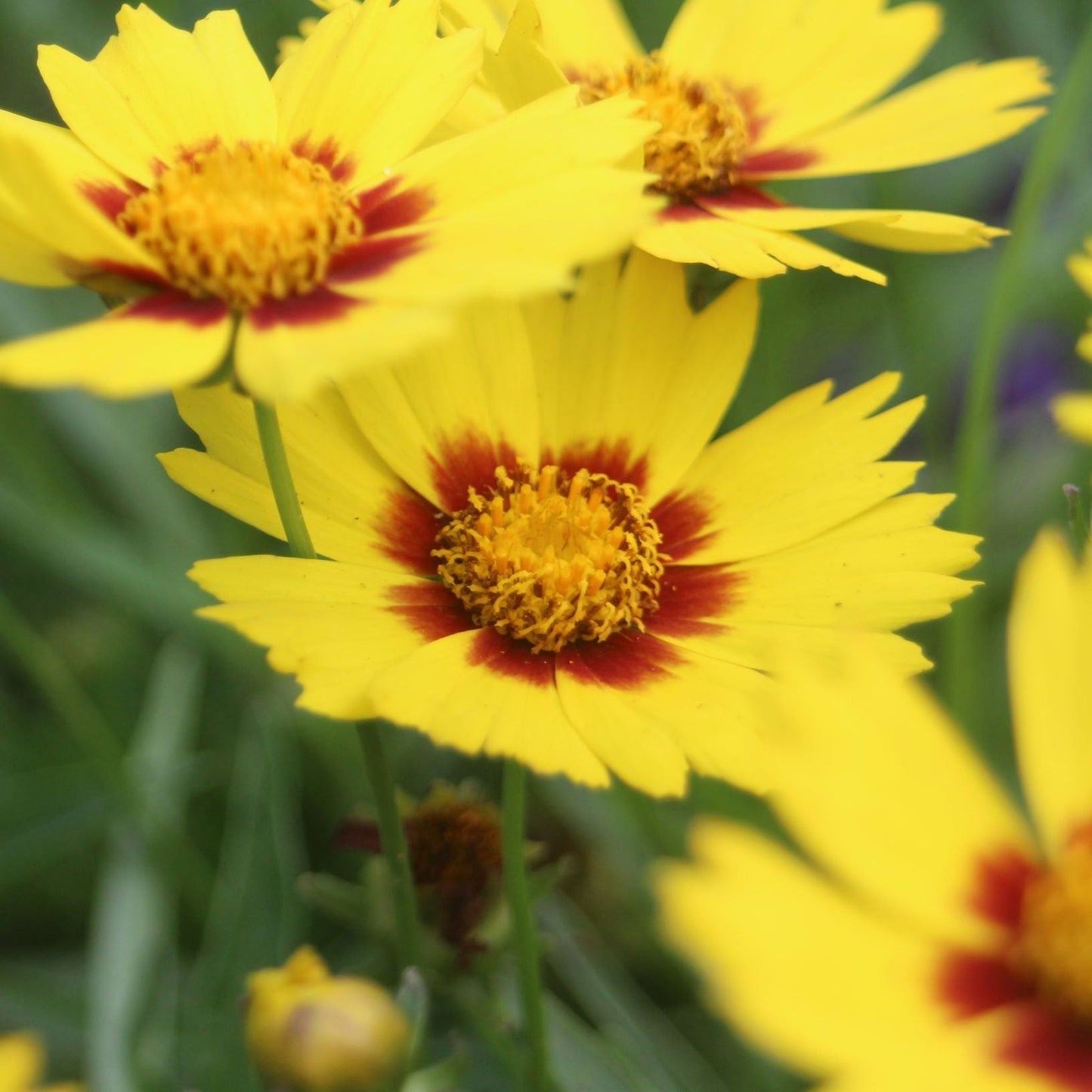 Coreopsis - Baby Gold 1.5L