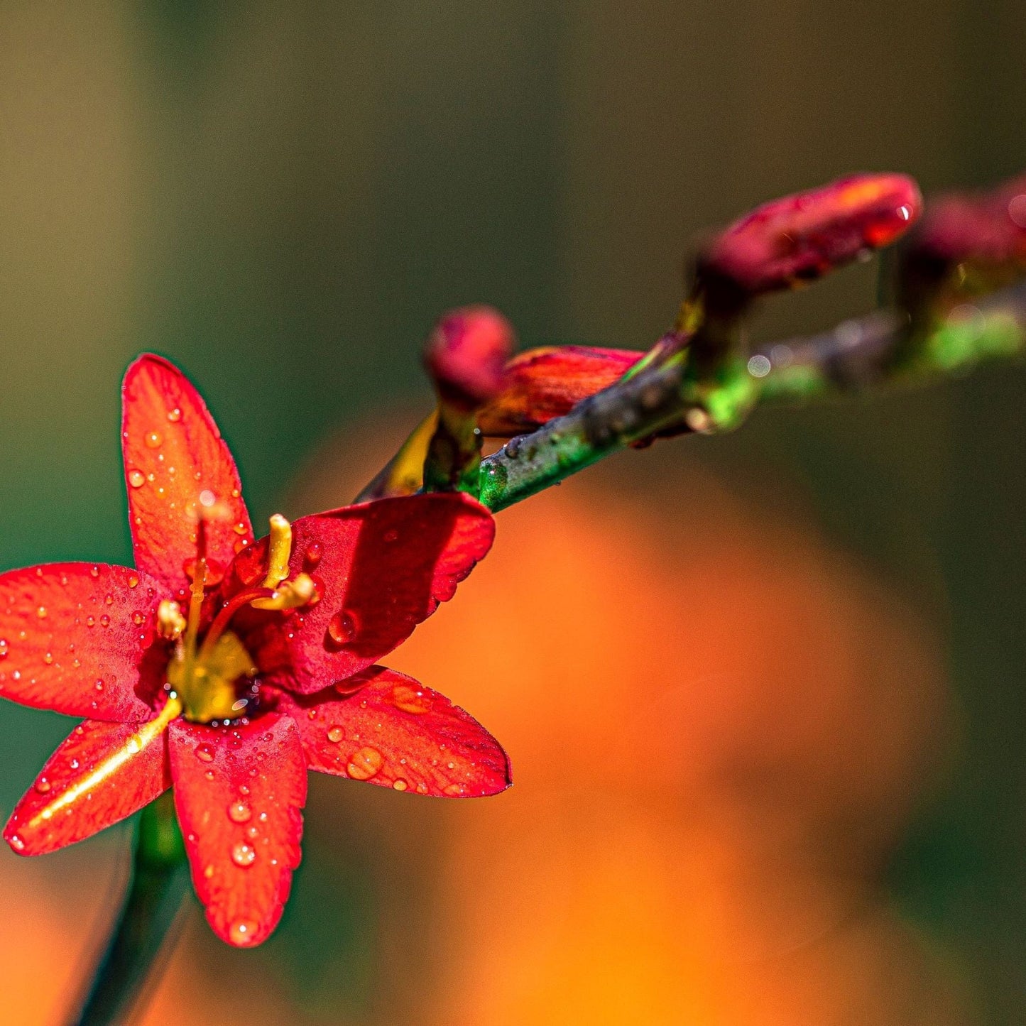 Crocosmia x crocosmiiflora Babylon 9cm