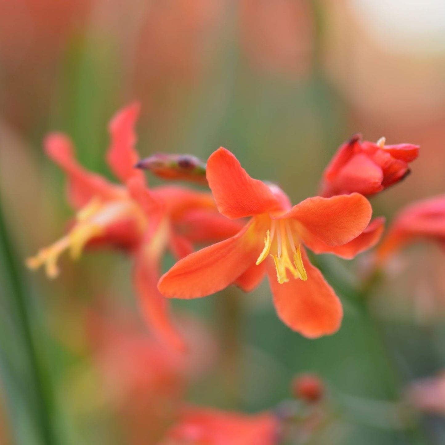 Crocosmia 'Carmine Brilliant' 9cm/2L