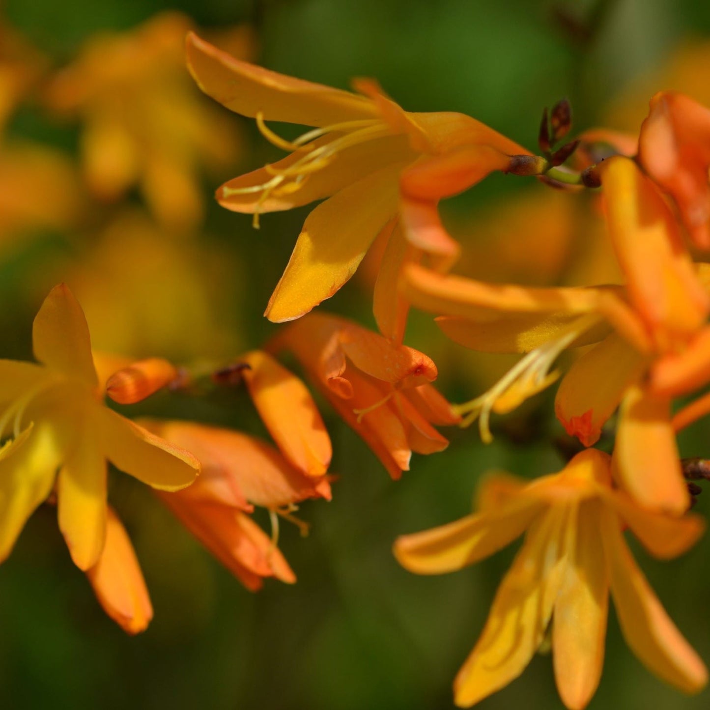Crocosmia Ã— crocosmiiflora 'George Davison' 2L