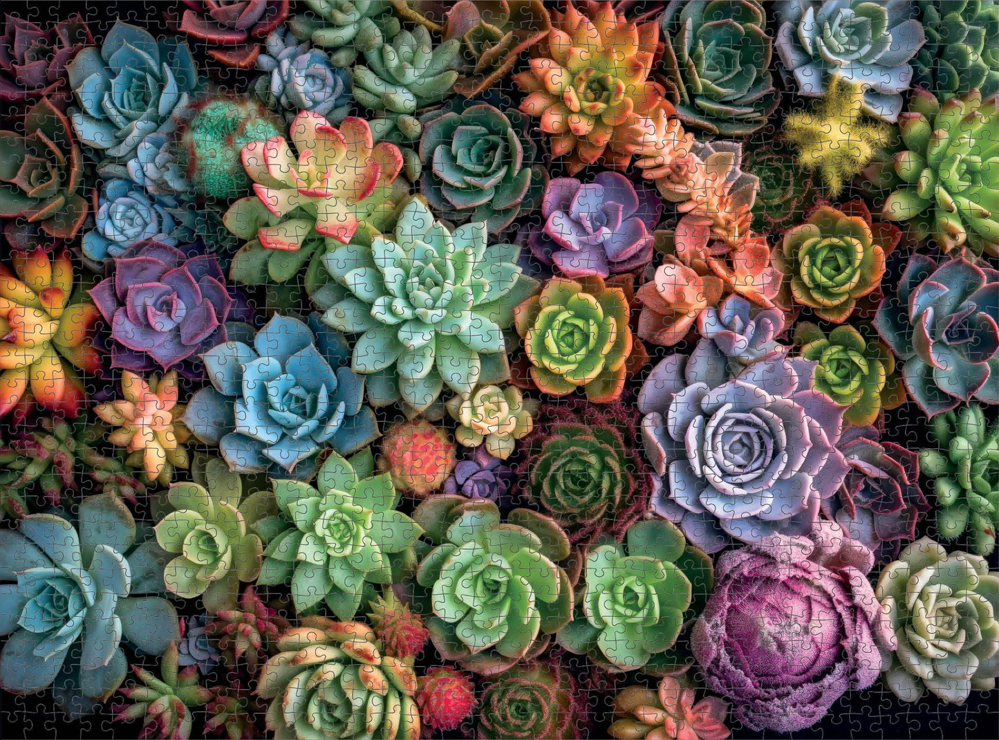 Cross & Glory Succulent Symphony 1000-Piece Puzzle for Adults | Premium Colorful Artwork