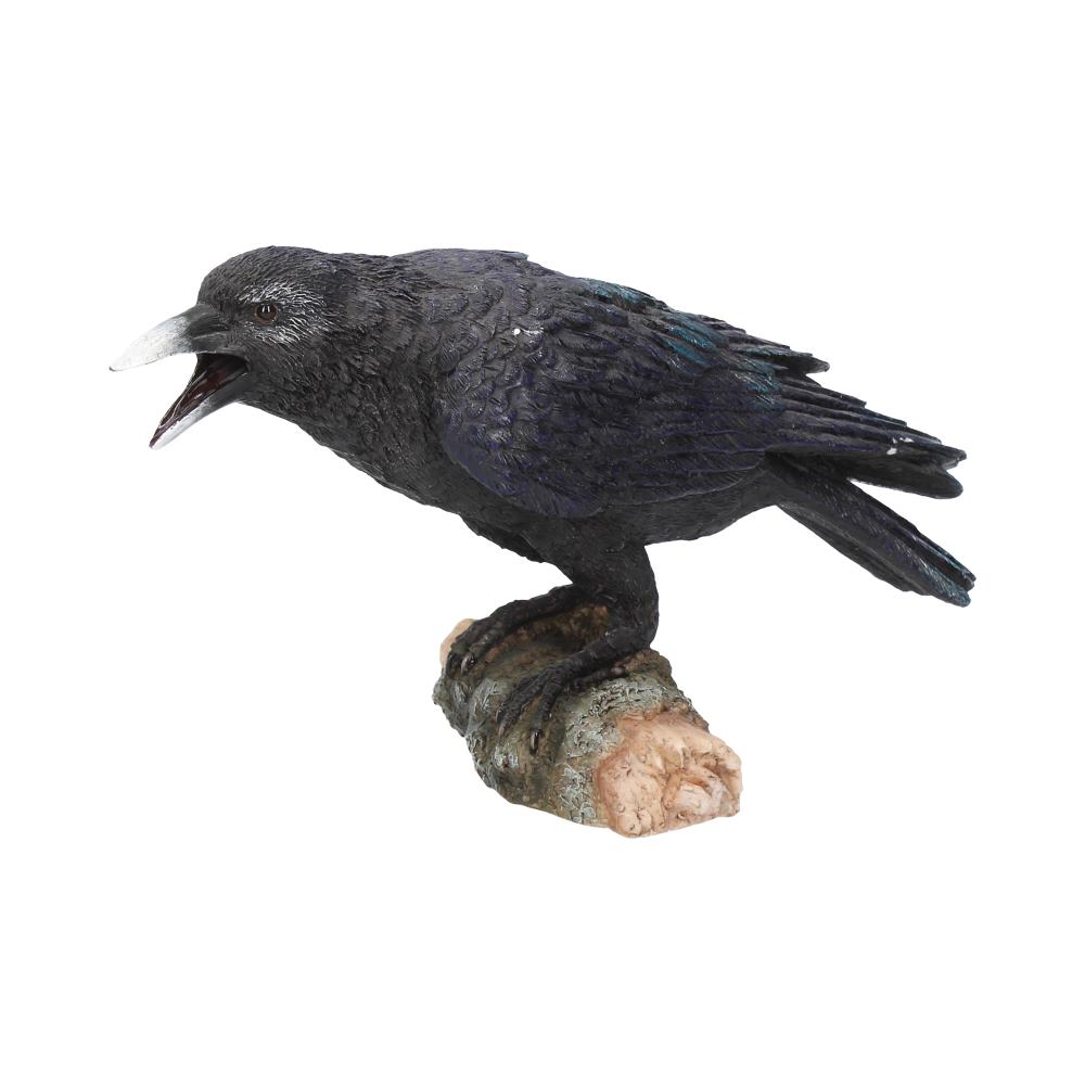 نداء الغراب 20 سم