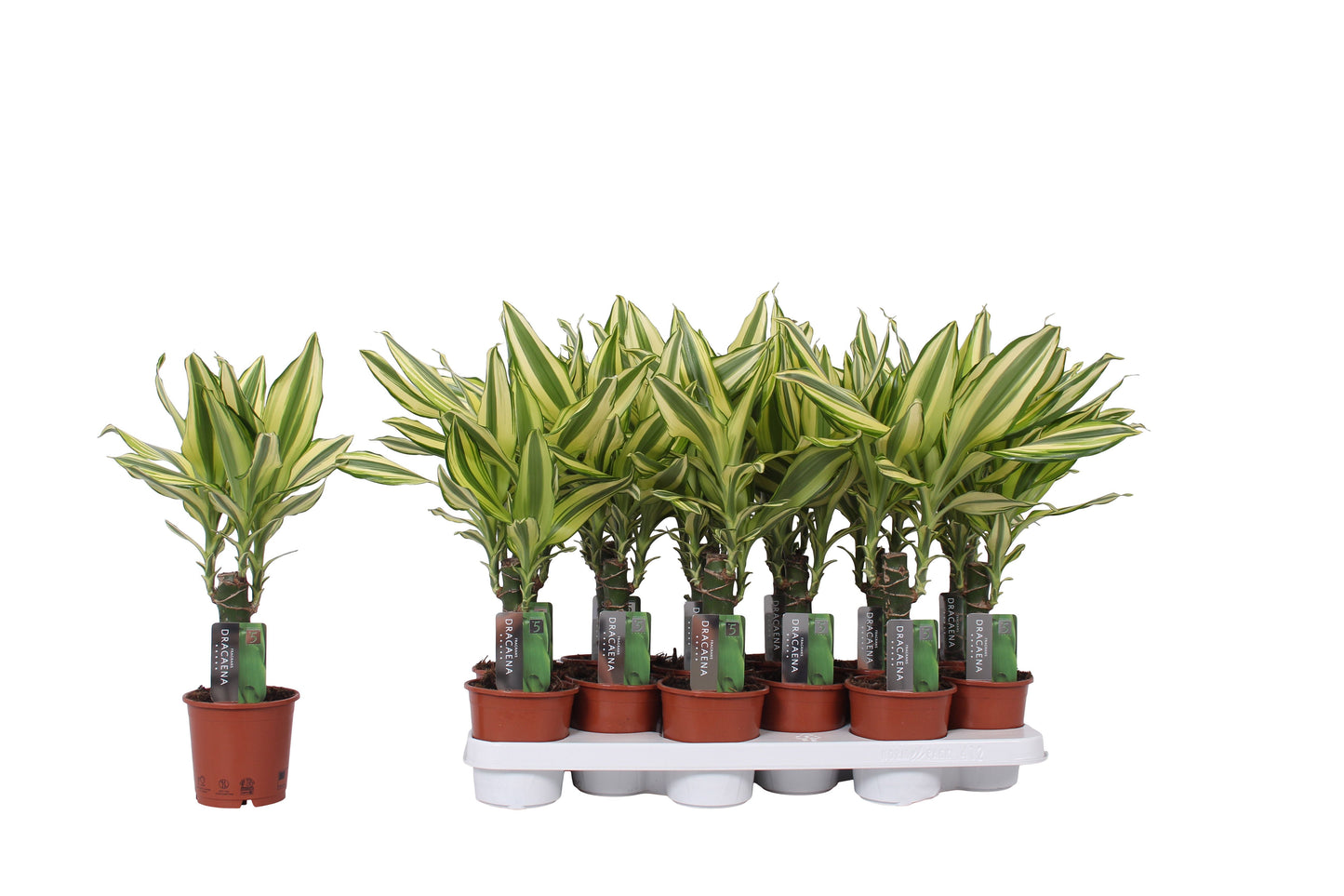 Dra Fr Yellow Coast