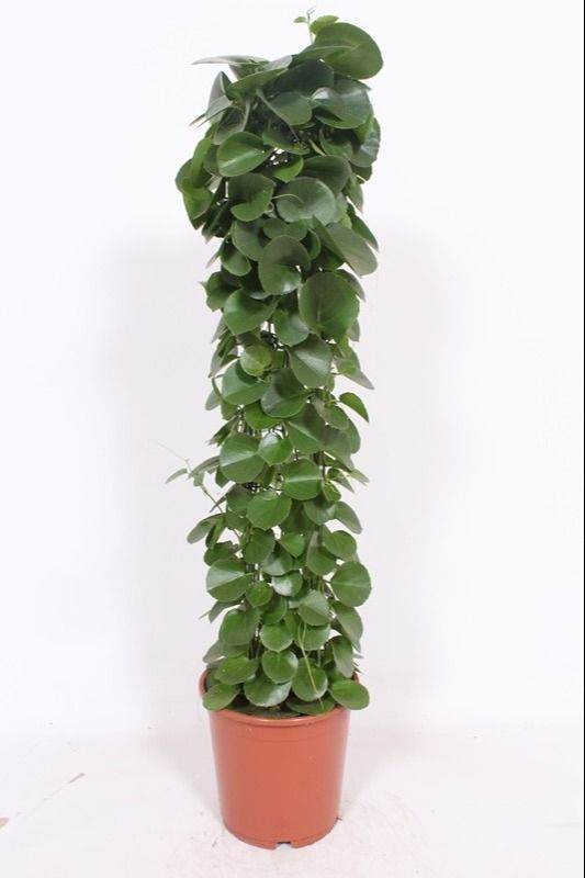 Cissus Rotundifolia Rek Gaas