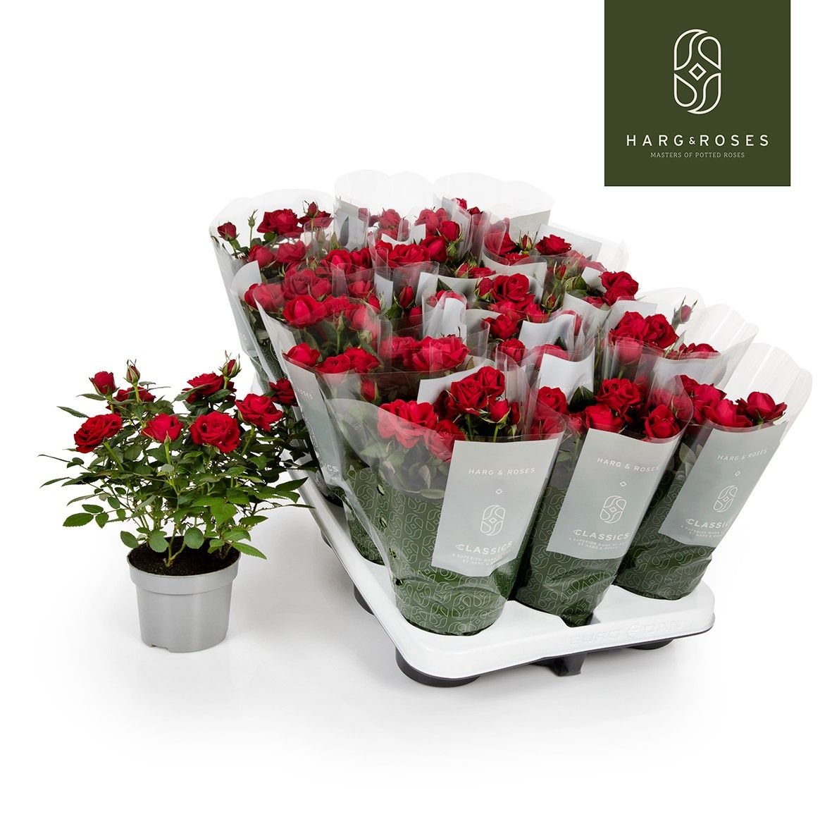 Rose Kordana Apache