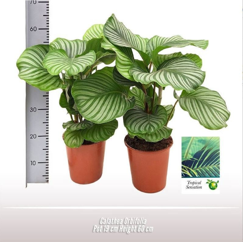 Calathea Orbifolia