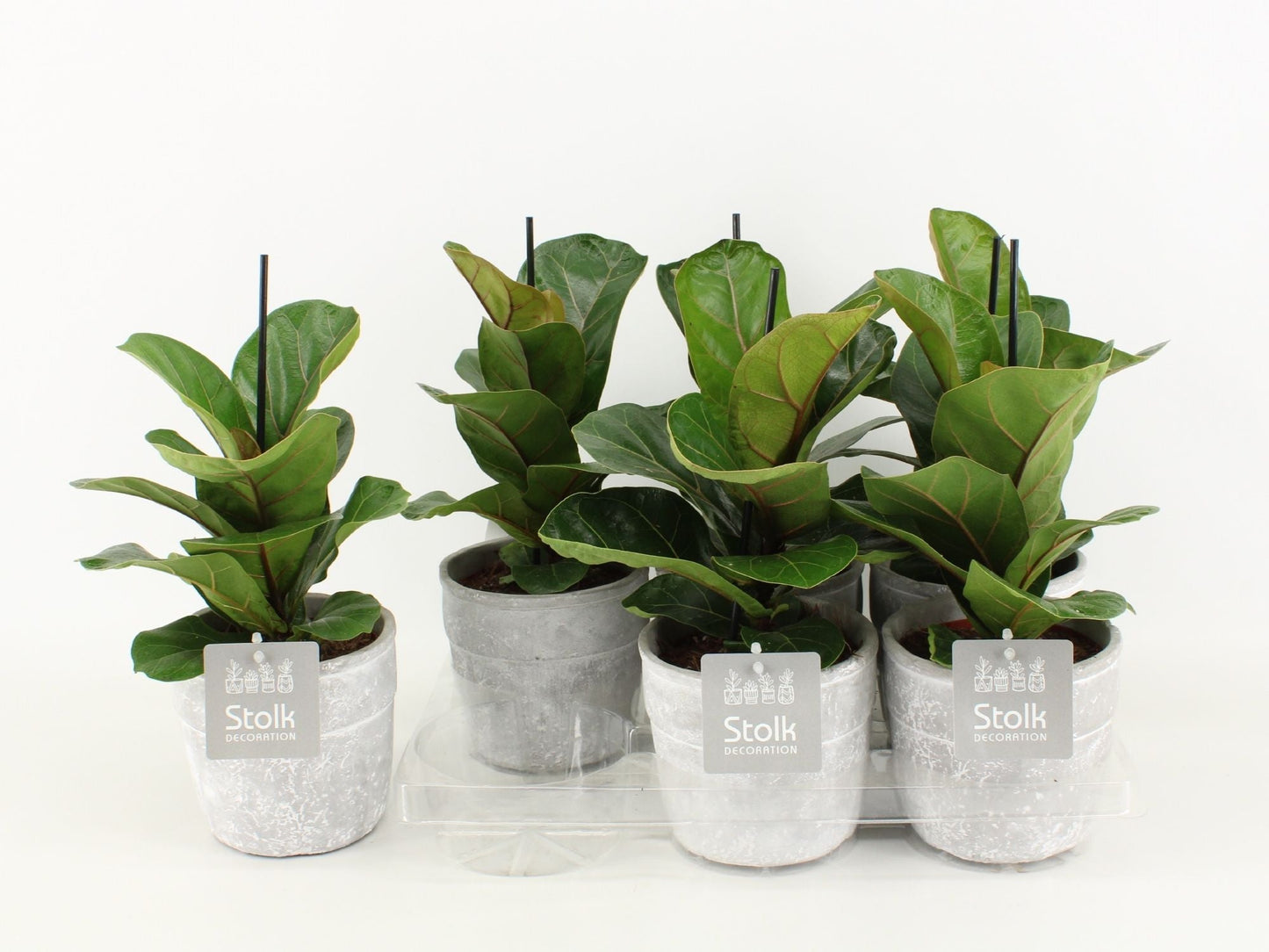 Ficus Lyrata Keramiek Stone Look