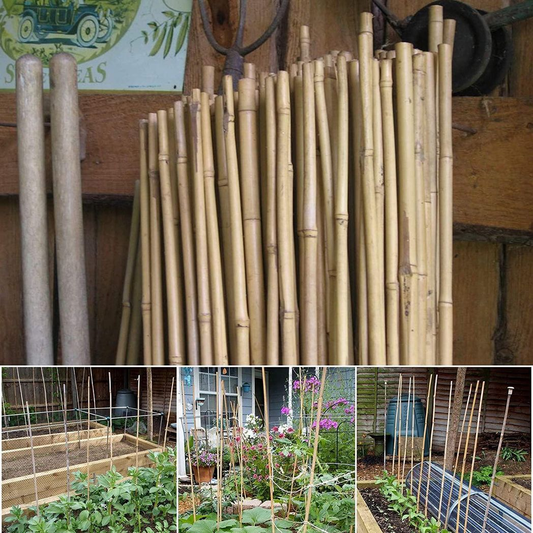 10 x 5FT Bamboo Canes 150 CM