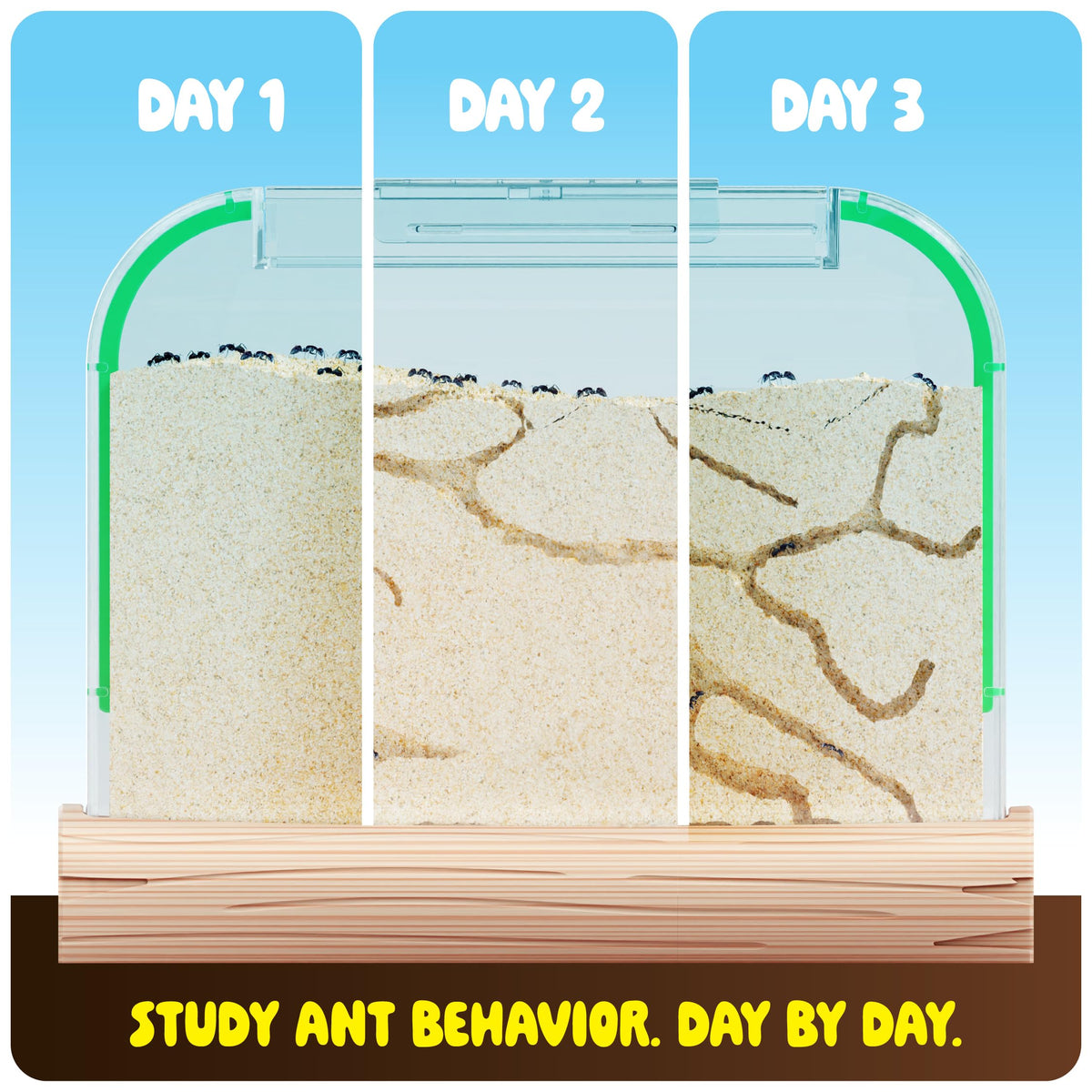 Dan&Darci Ant Farm Kit for Kids – Voucher Included, Sand Habitat & Terrarium