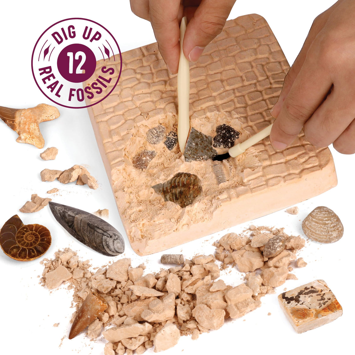 Dan&Darci Real Fossil Dig Kit for Kids - 12 Genuine Fossils, STEM Gift for Ages 8-13