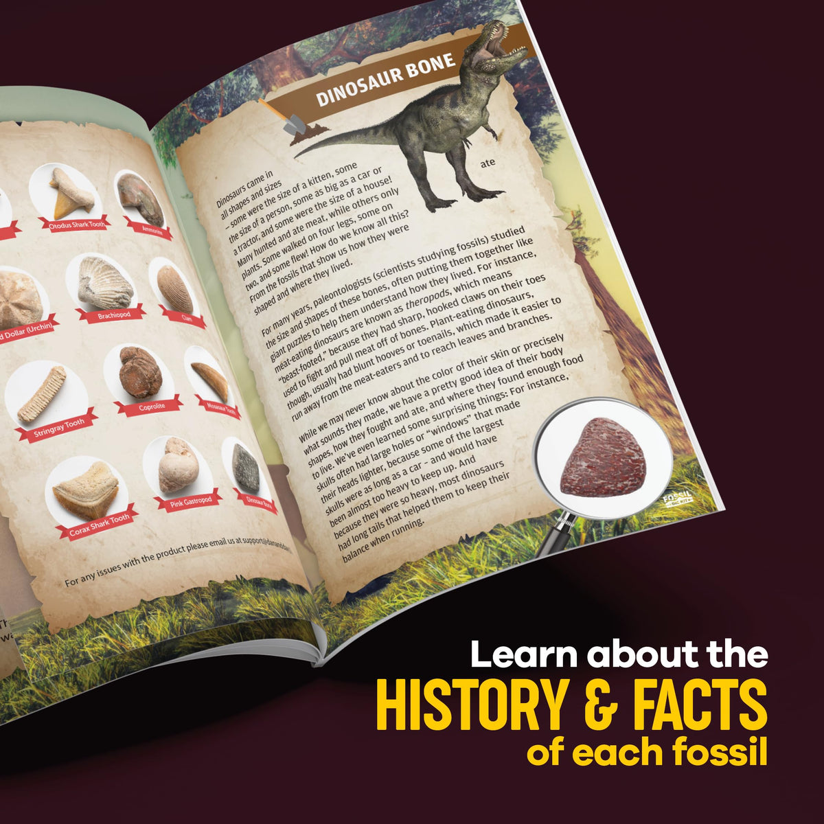 Dan&Darci Real Fossil Dig Kit for Kids - 12 Genuine Fossils, STEM Gift for Ages 8-13