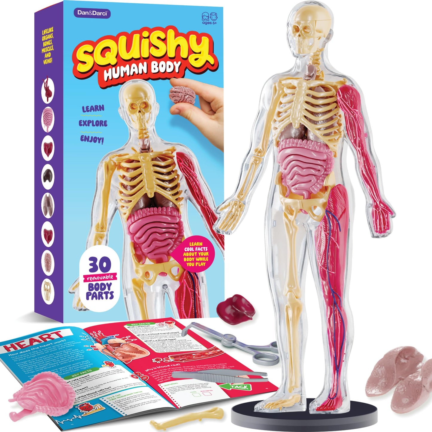 Dan&Darci Human Anatomy Squishy Body Model – STEM Toy for Kids 4-8