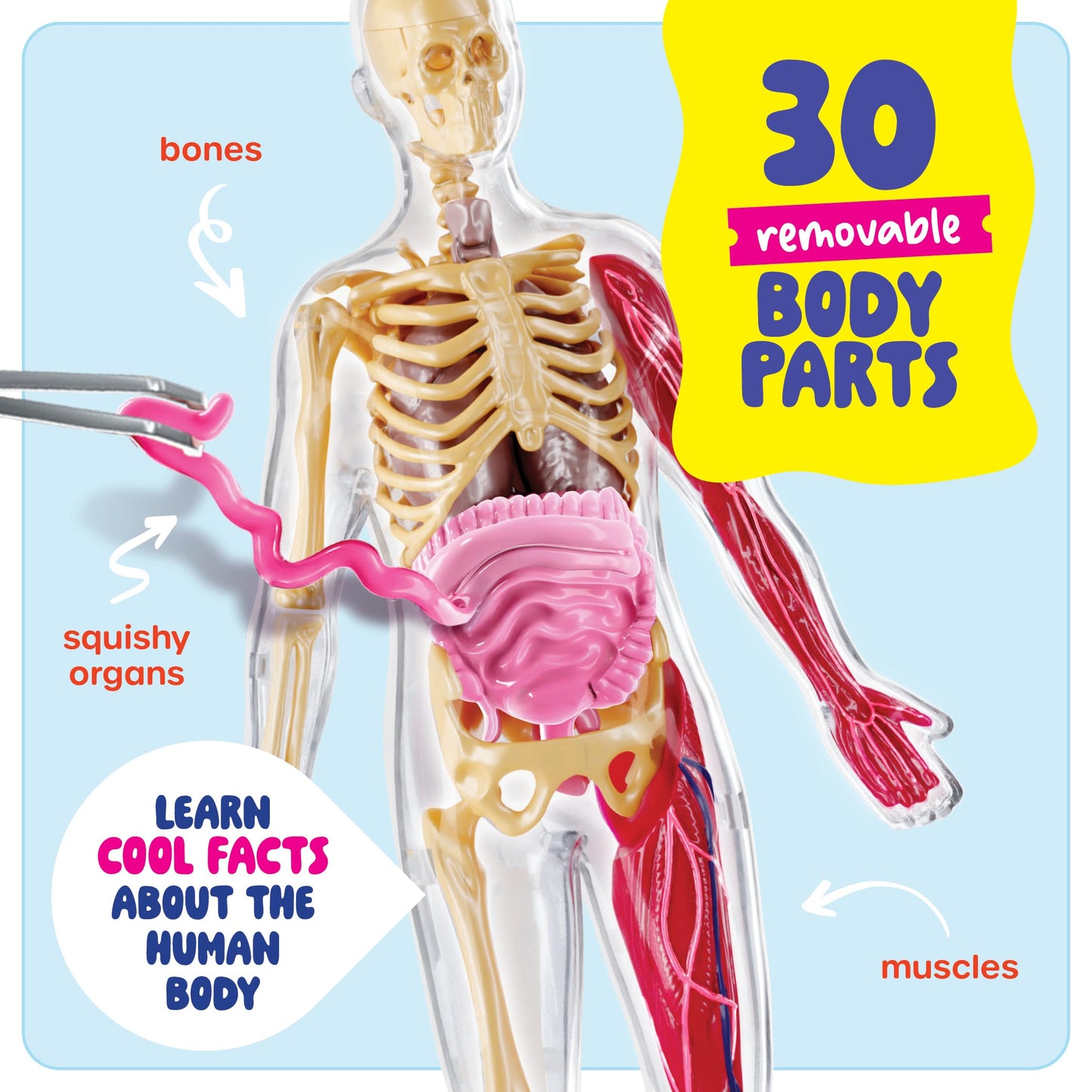 Dan&Darci Human Anatomy Squishy Body Model – STEM Toy for Kids 4-8