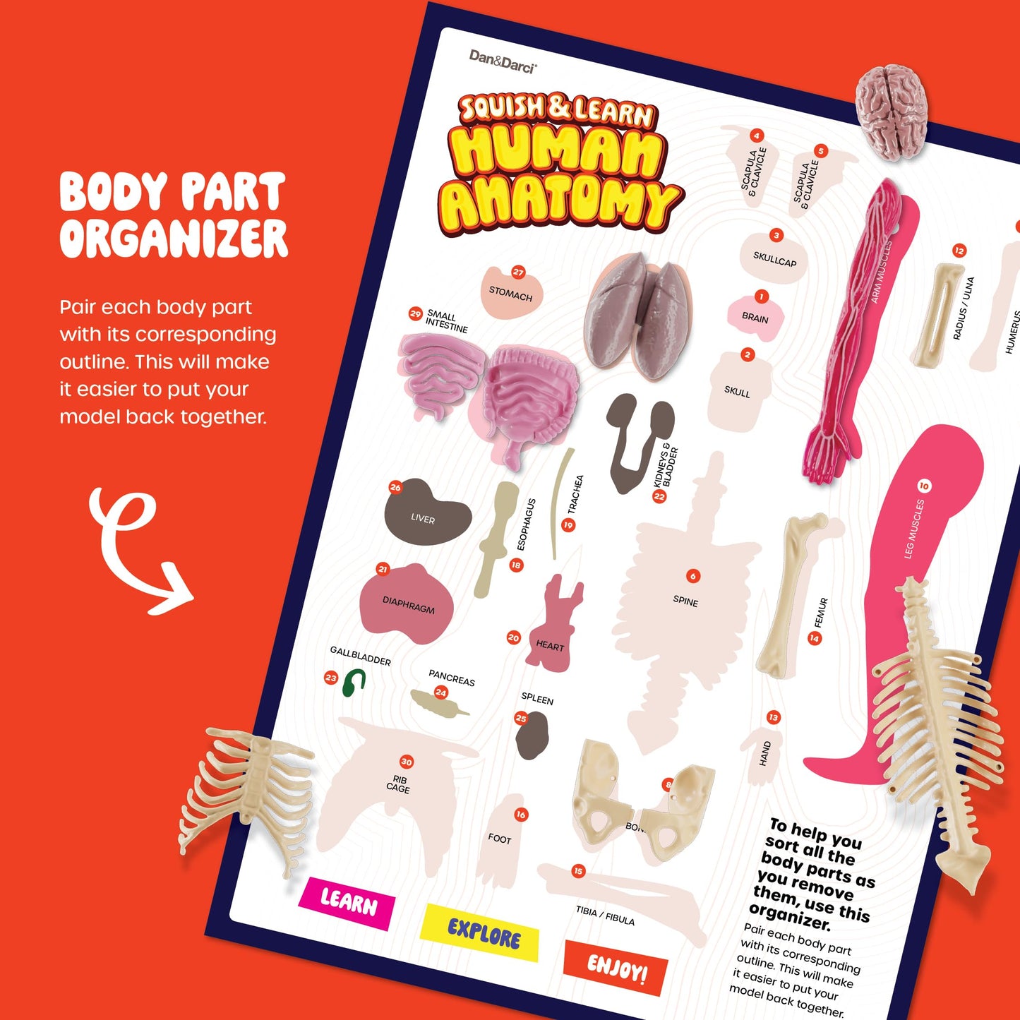 Dan&Darci Human Anatomy Squishy Body Model – STEM Toy for Kids 4-8