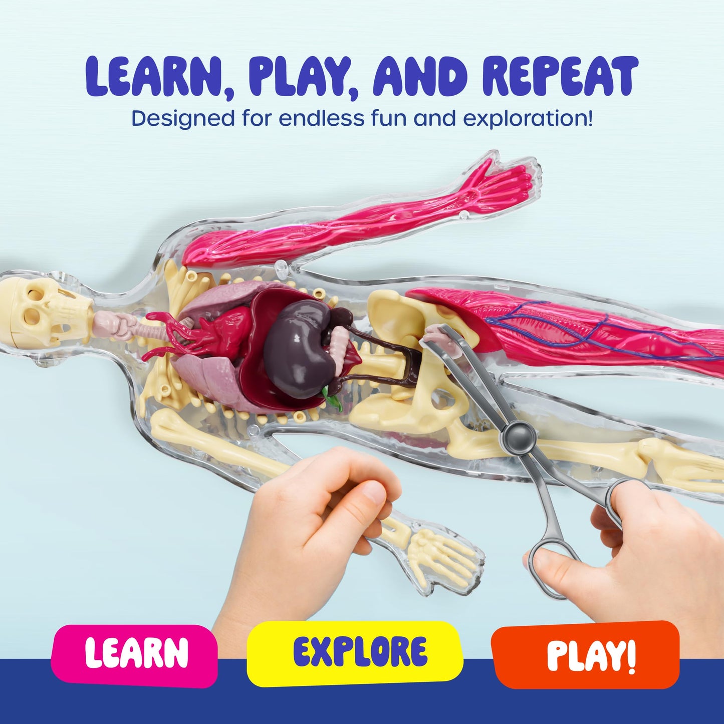 Dan&Darci Human Anatomy Squishy Body Model – STEM Toy for Kids 4-8