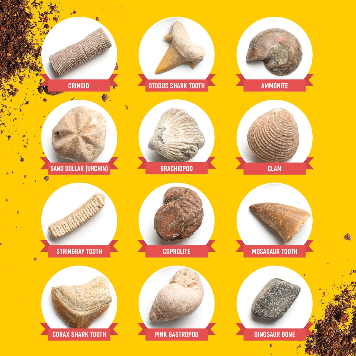 Dan&Darci Real Fossil Dig Kit for Kids - 12 Genuine Fossils, STEM Gift for Ages 8-13