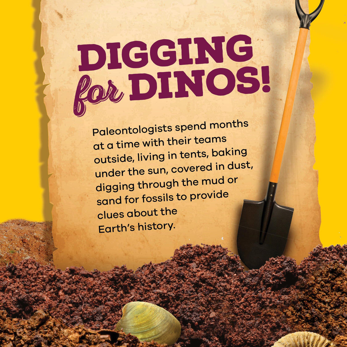 Dan&Darci Real Fossil Dig Kit for Kids - 12 Genuine Fossils, STEM Gift for Ages 8-13