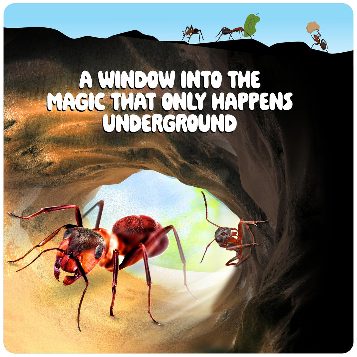 Dan&Darci Ant Farm Kit for Kids – Voucher Included, Sand Habitat & Terrarium