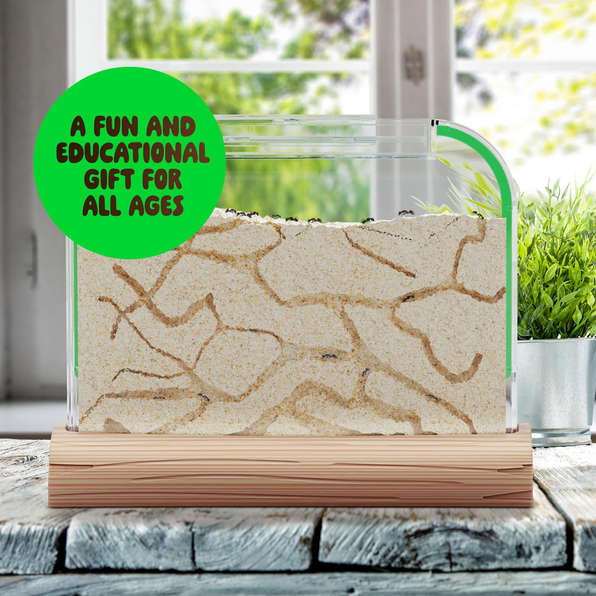 Dan&Darci Ant Farm Kit for Kids – Voucher Included, Sand Habitat & Terrarium