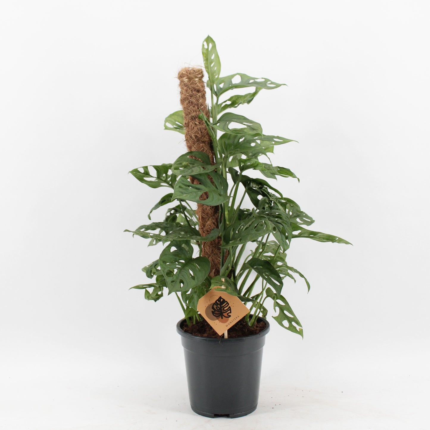 Monstera Ad Monkey Leaf