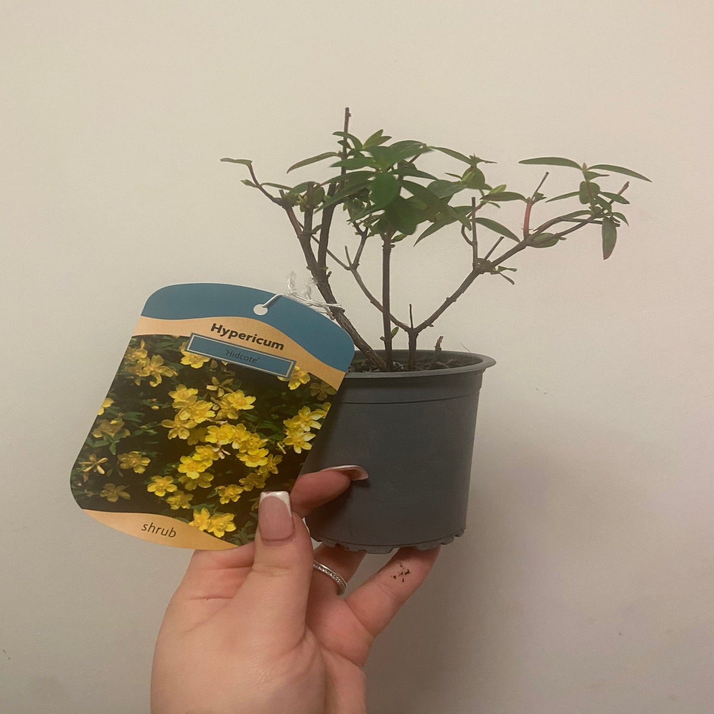 Hypericum Hidcote' 9cm / 3.5L