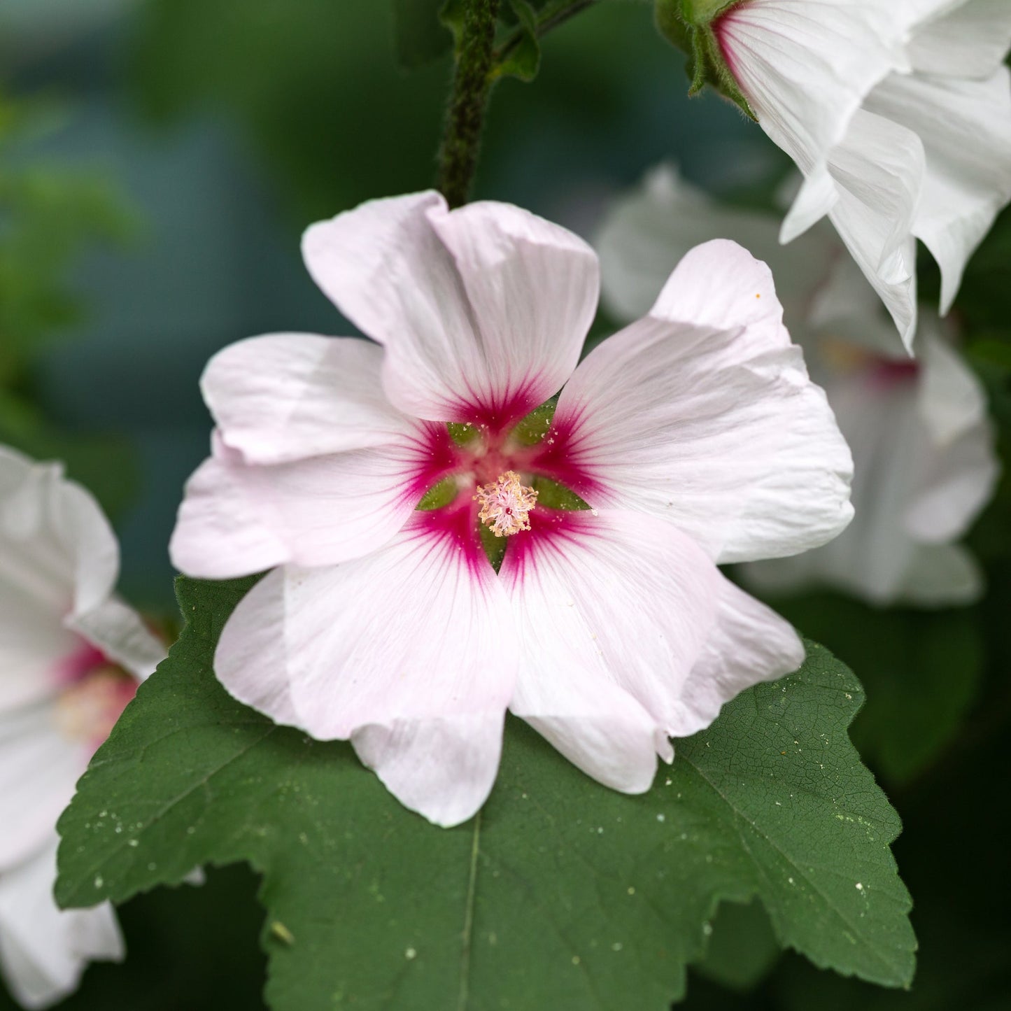 Lavatera 'Barnsley Baby' 9cm / 2L