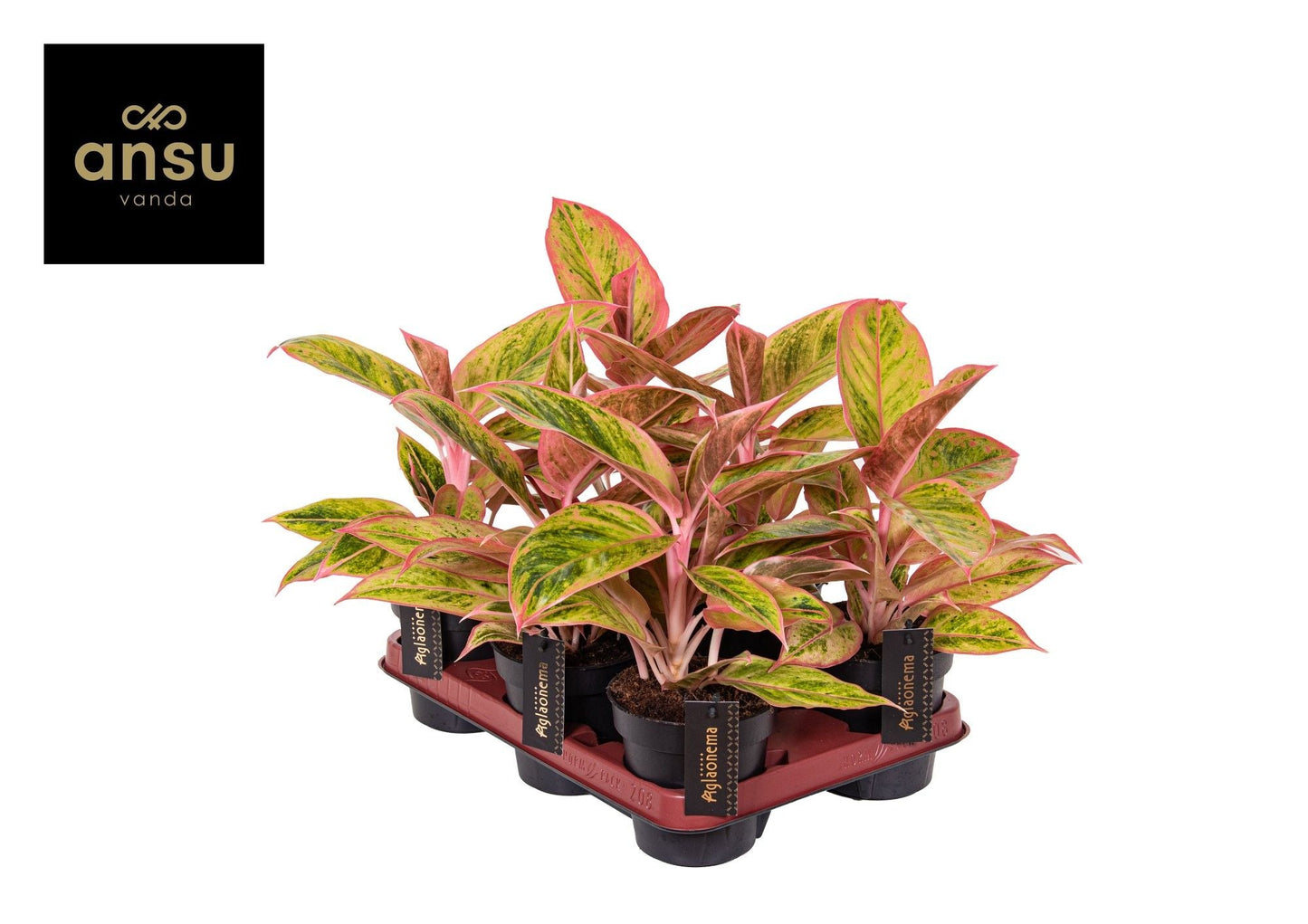 Aglaonema Salmon Fantasy