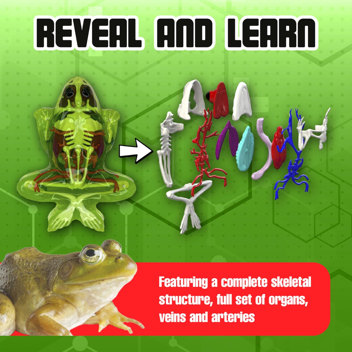 Dissect-It Kit for Kids: Simulated Frog Dissection Toy for STEM Biology & Anatomy