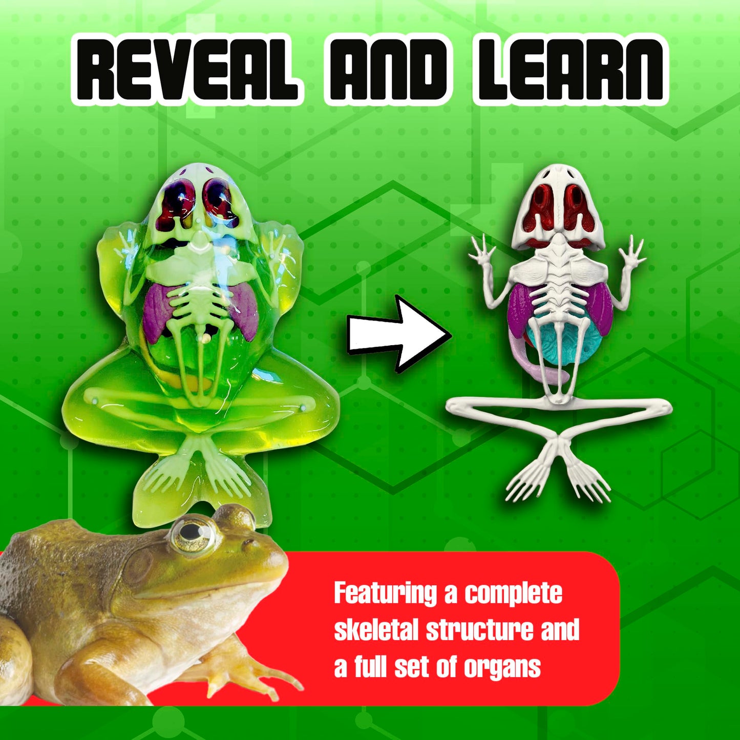 Dissect It Kit by Top Secret Toys — Safe Frog Dissection & STEM Learning for Kids 6+