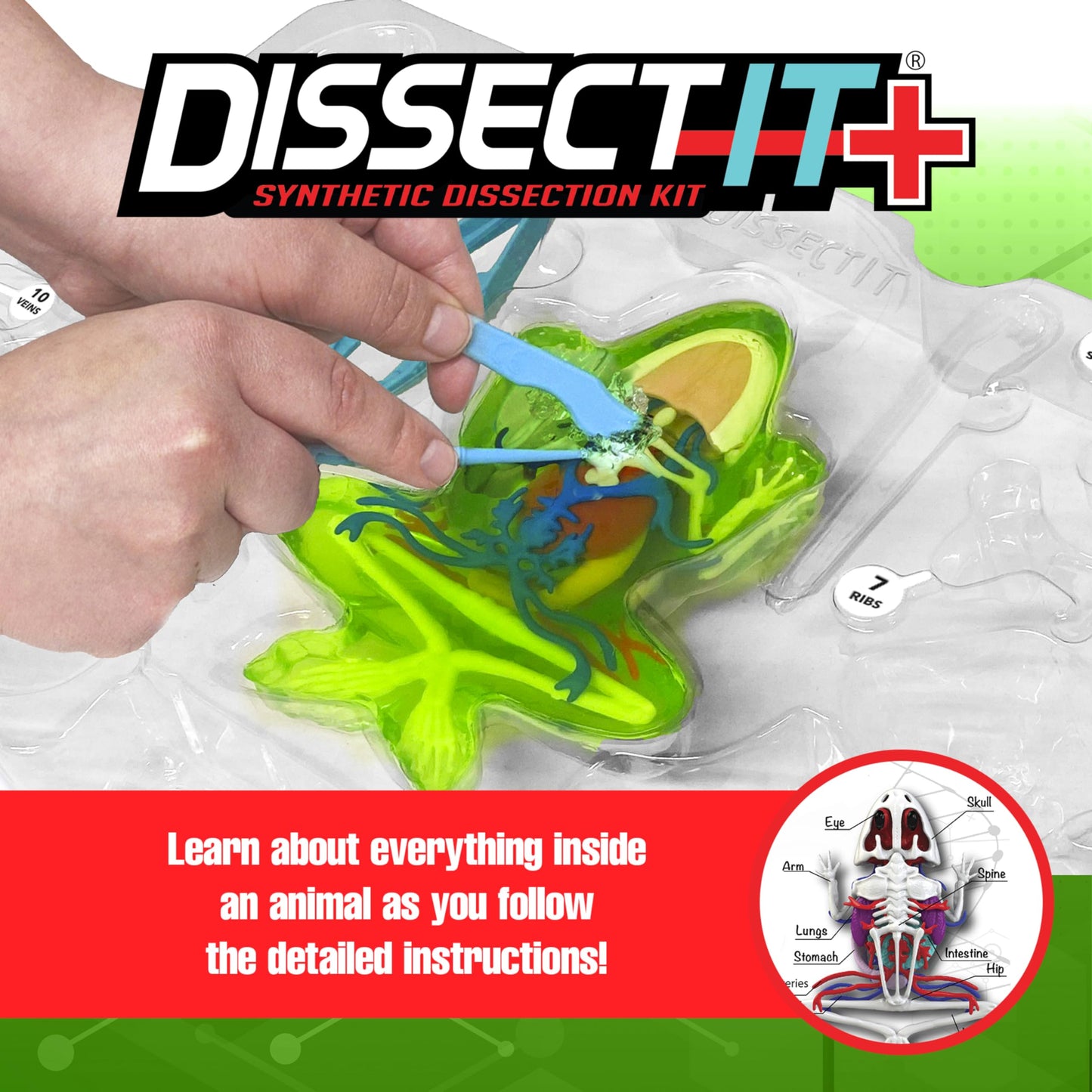 Dissect-It Kit for Kids: Simulated Frog Dissection Toy for STEM Biology & Anatomy