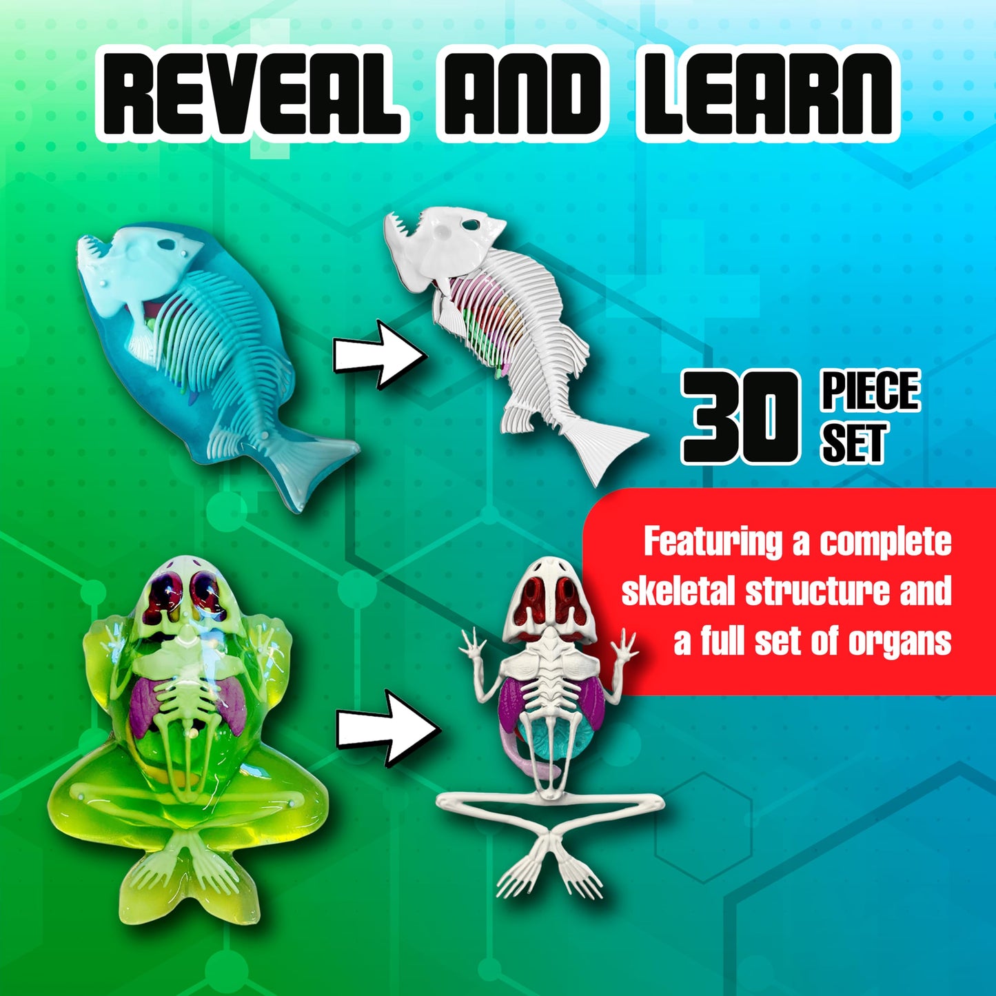 Dissect It Mega Lab Kit — Safe Frog & Piranha Dissection for Kids 6+