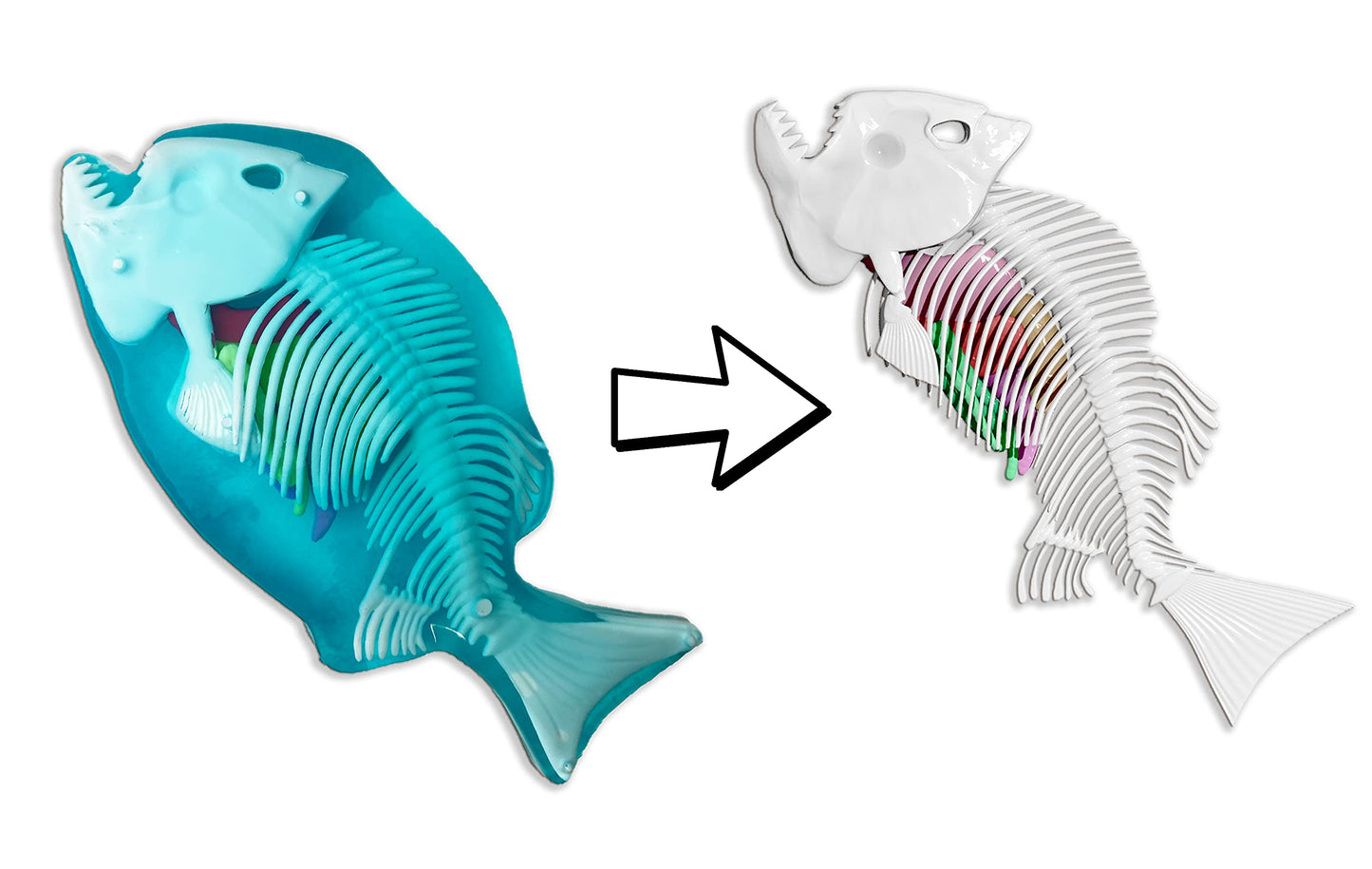Dissect-It Piranha: Safe Simulated Lab Dissection Toy for Kids
