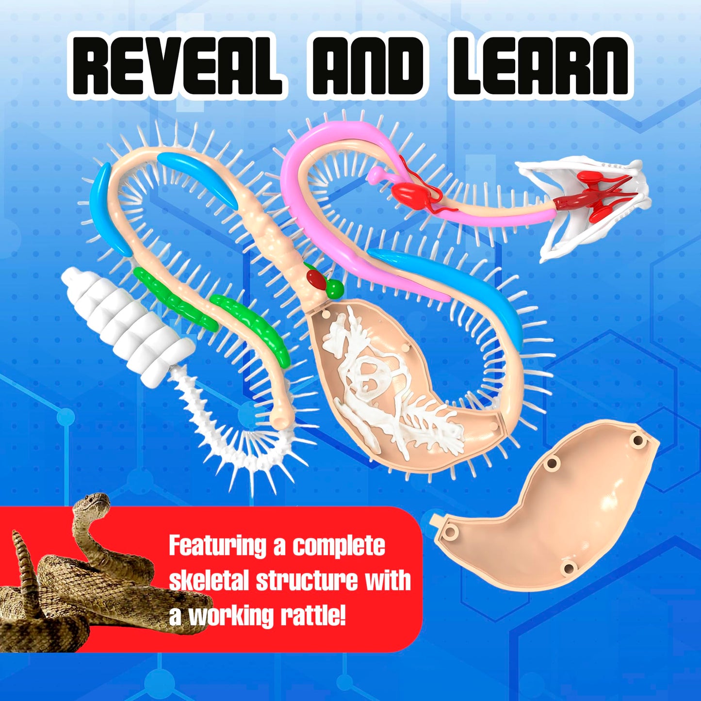 Dissect It Rattlesnake Super Lab Kit for Kids – Safe Synthetic Dissection, STEM Biology Toy