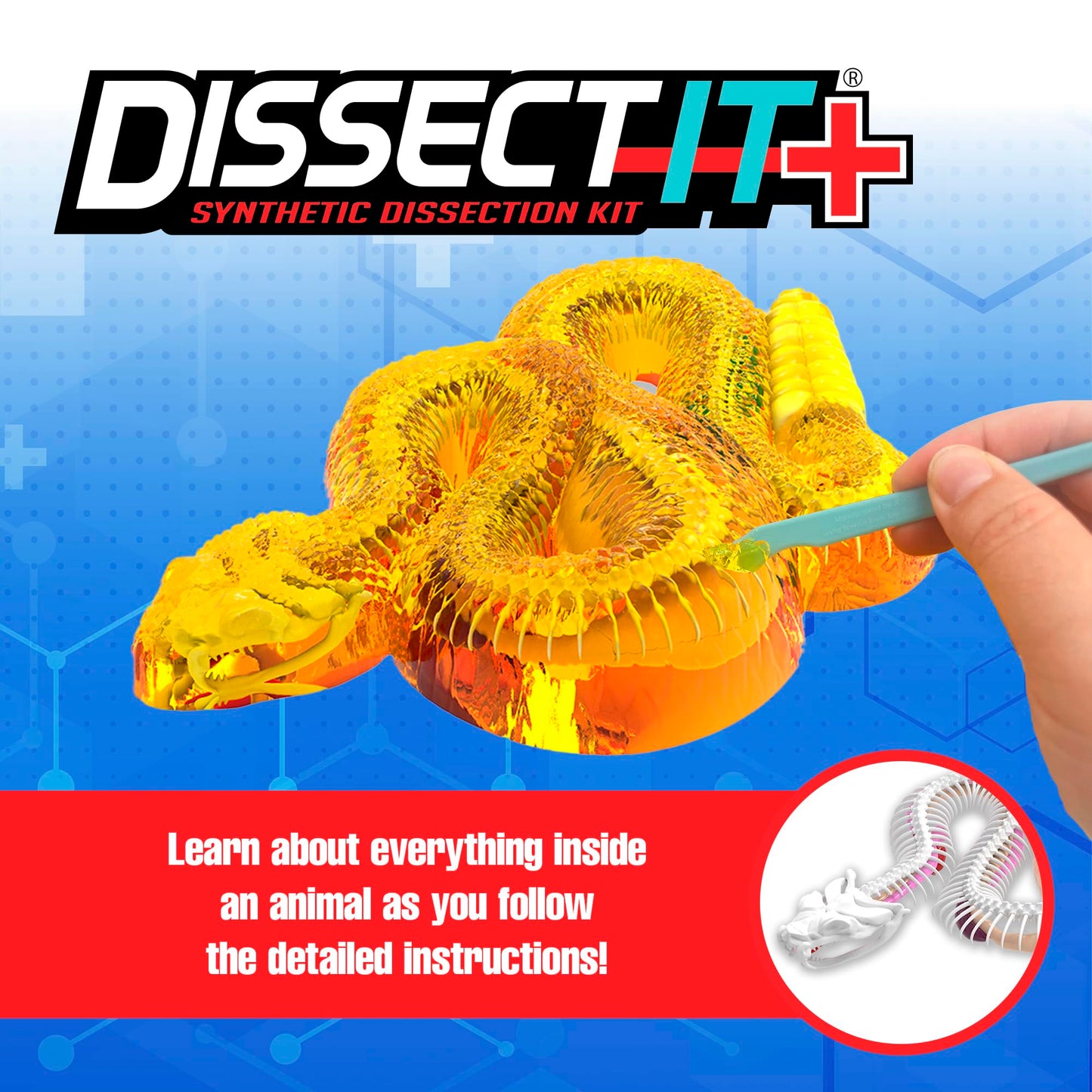 Dissect It Rattlesnake Super Lab Kit for Kids – Safe Synthetic Dissection, STEM Biology Toy