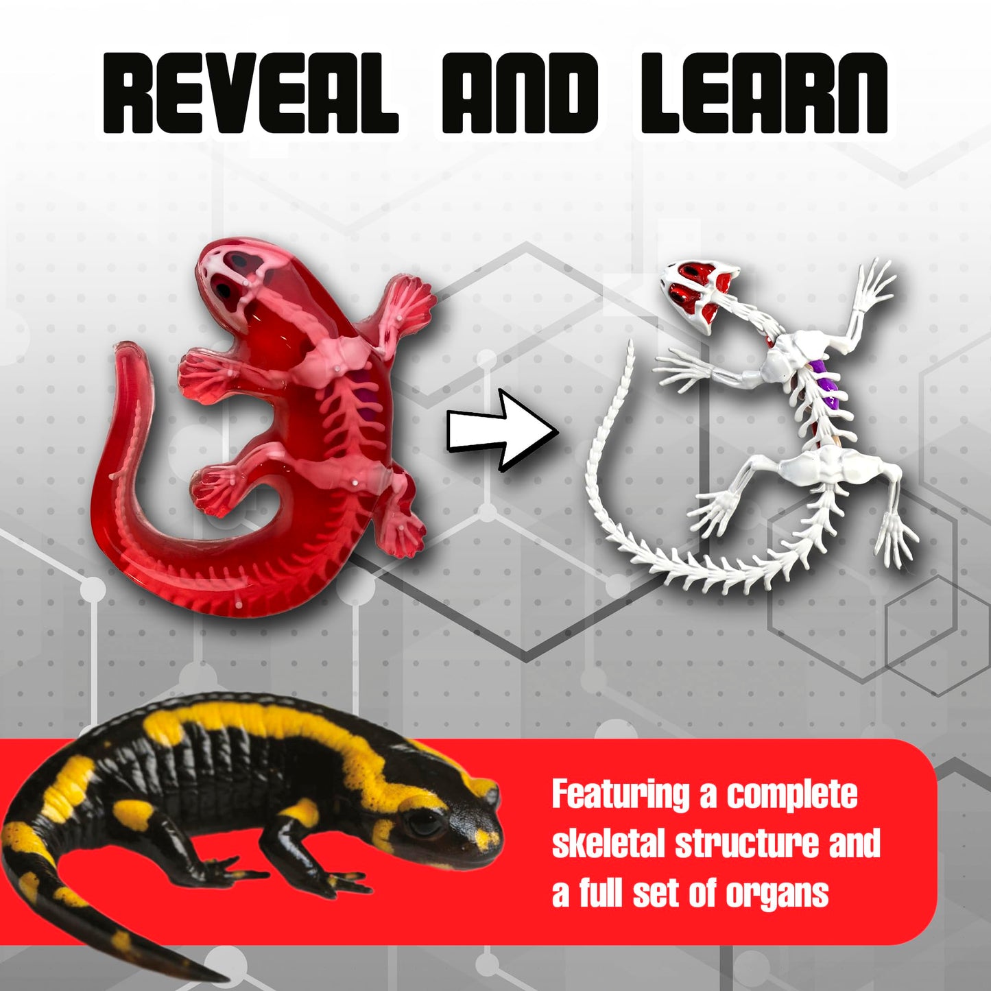 Dissect-It Salamander Kit for Kids – Safe Simulated Lab Dissection Toy | STEM Anatomy