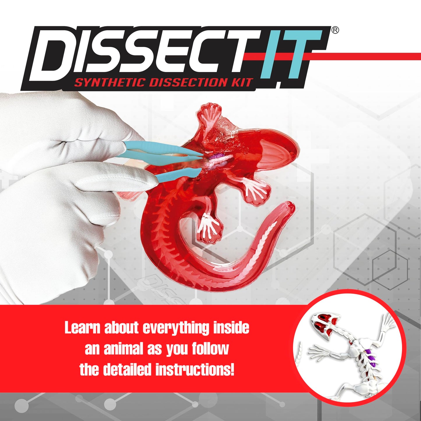 Dissect-It Salamander Kit for Kids – Safe Simulated Lab Dissection Toy | STEM Anatomy