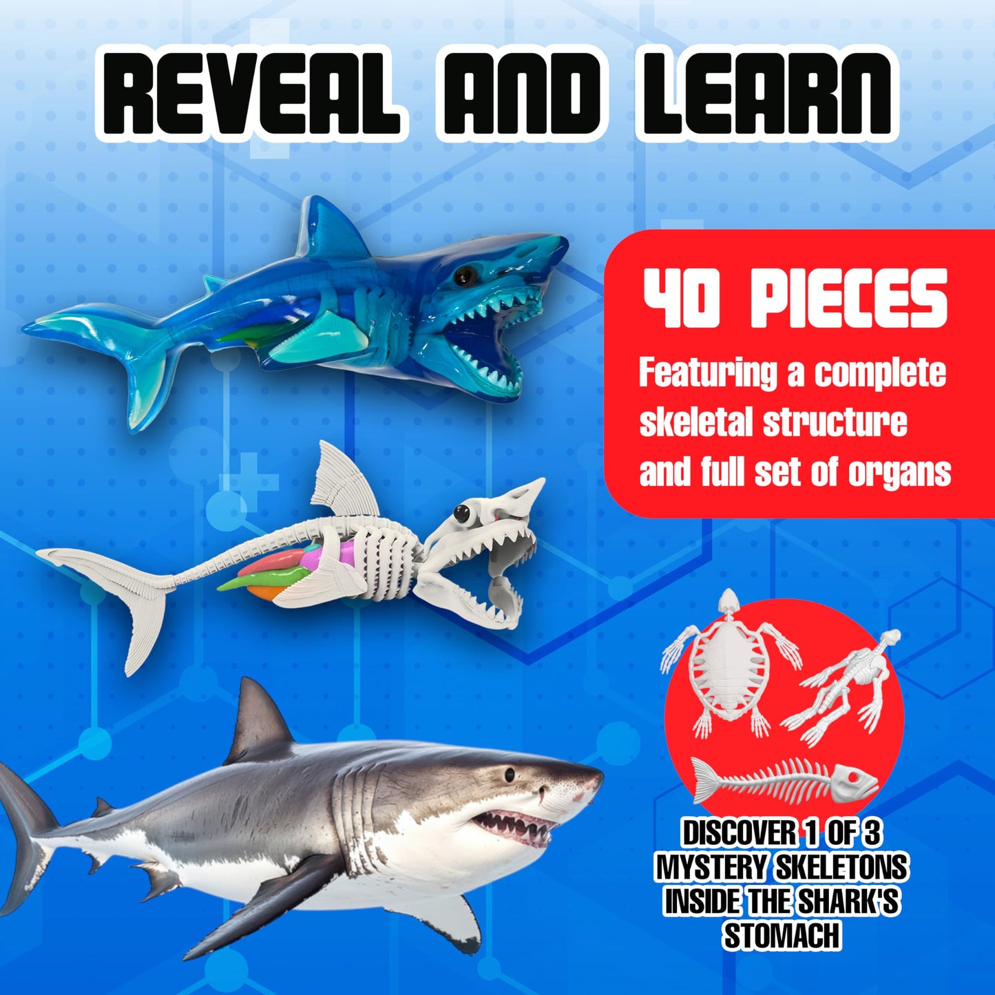 Dissect-It Super Shark Lab Dissection Kit – 40-Piece Realistic Marine Skeleton for Kids 6+ | Reusable STEM Toy