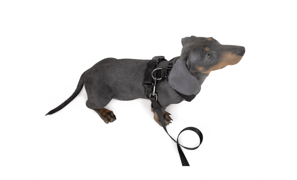 Dog Strap Harness - Small