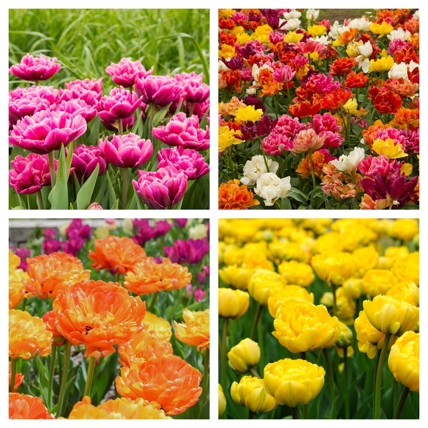 Tulip Double Late Mixed (5 Bulbs)