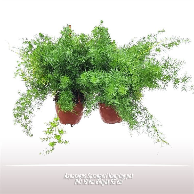 Asparagus Den Sprengeri