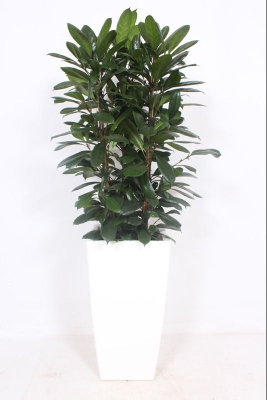 Ficus Cyathistipula Kunstof Piza Wit