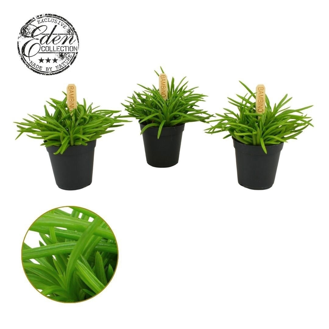 Senecio Ar Himalaya