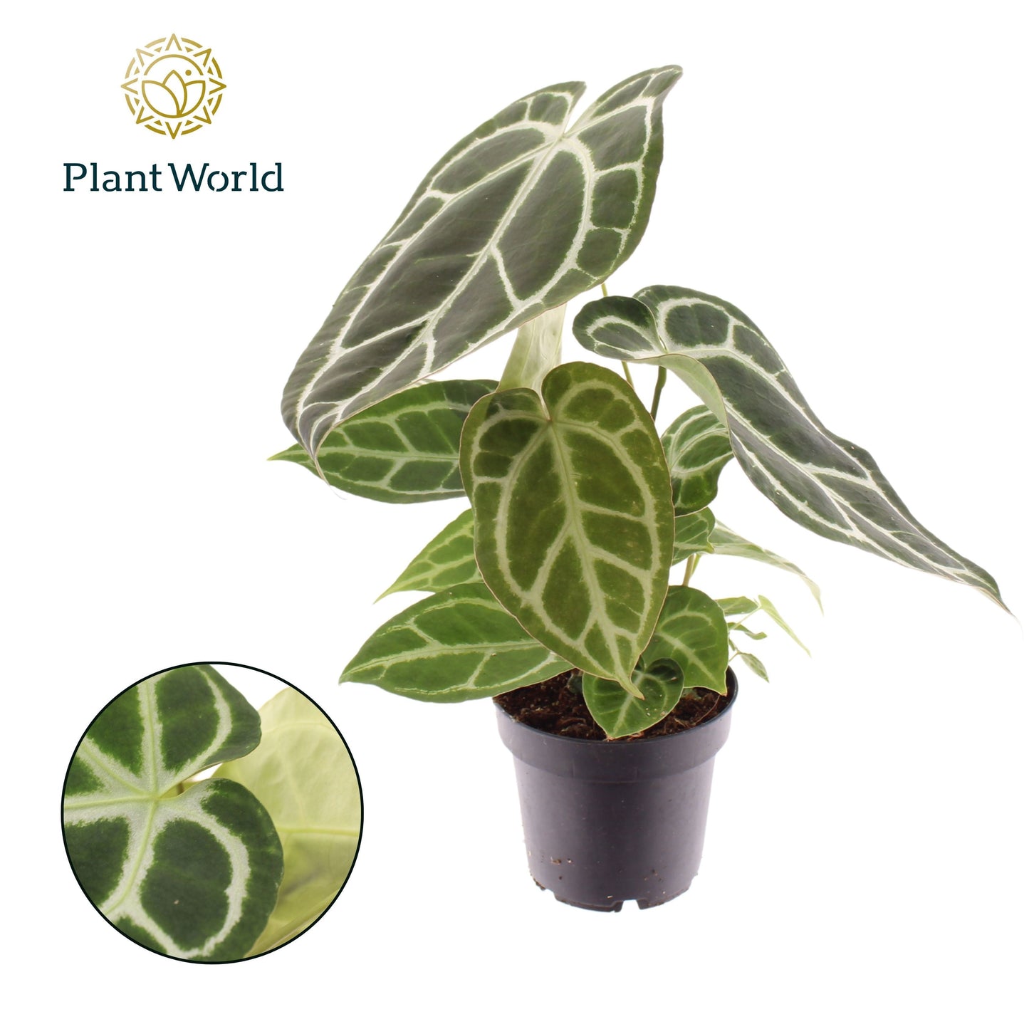 Anthurium Chrystallinum