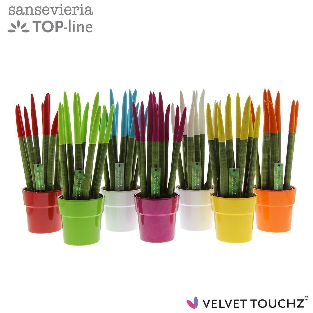 Sans Cyl Velvet Touchz Gemengd Keramiek