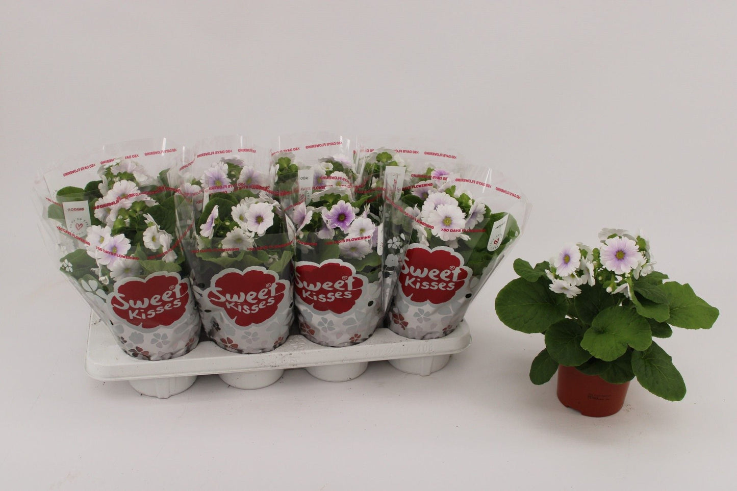 Primula Ob Blue White