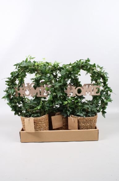 Hed He Groen Boog Mand + Home