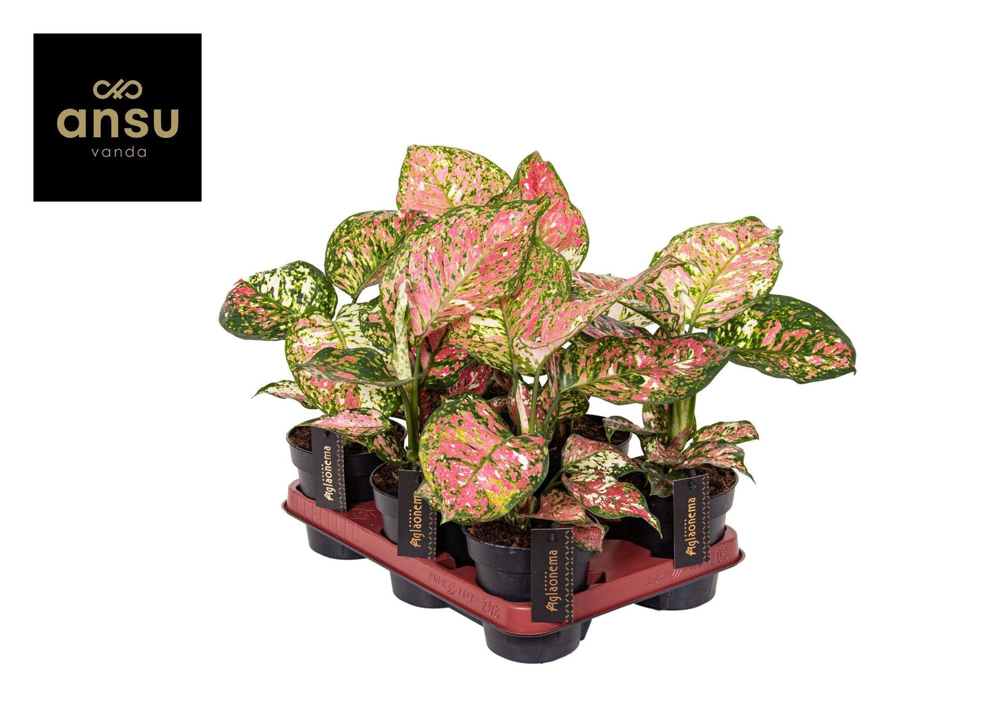 Aglaonema Jazzy Red