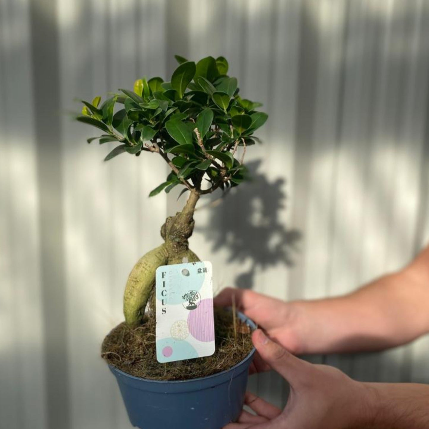 Ficus Ginseng 35-45cm