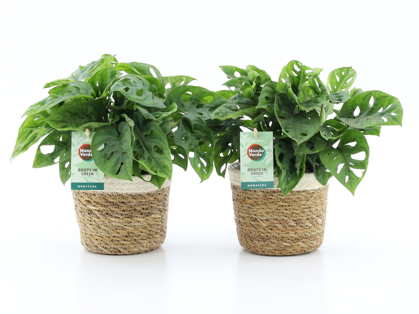 Monstera Adansonii Mand Noah Korb