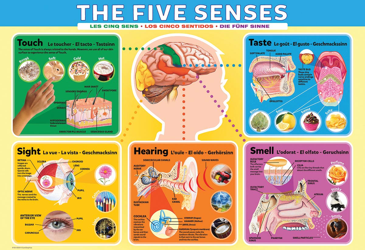 EuroGraphics Five Senses Puzzle – 200-Piece Jigsaw